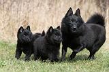 SCHIPPERKE 382